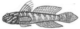 Lesueurigobius suerii